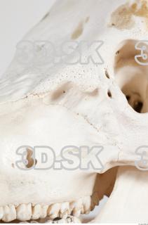 Skull photo reference 0028